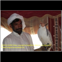 29293 02 0099 Falken, koenigliche Kamelfarm, Bahrain, Emirate 2017.jpg